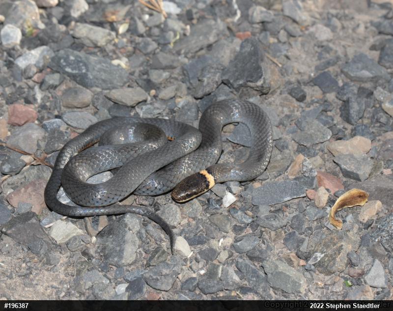 Northern Ring-necked Snake