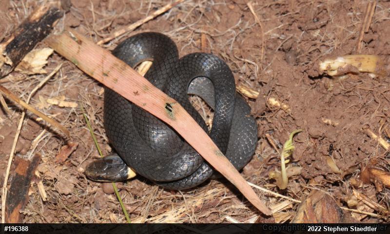 Northern Ring-necked Snake