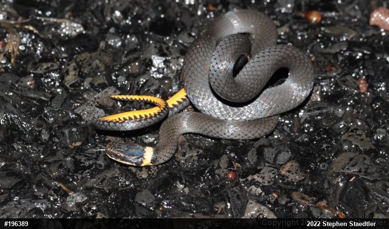 Northern Ring-necked Snake