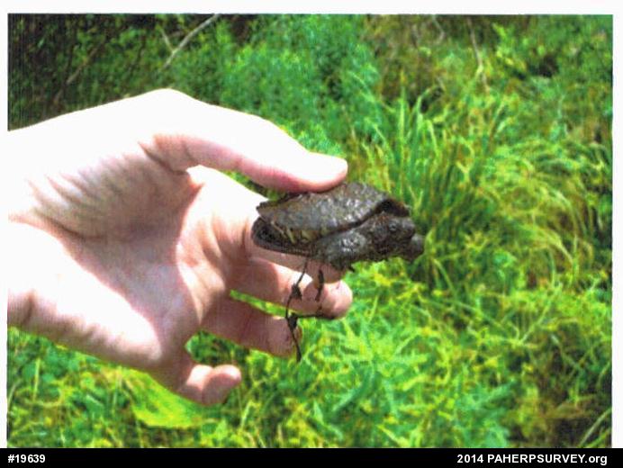 Snapping Turtle