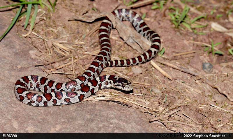 Eastern Milksnake