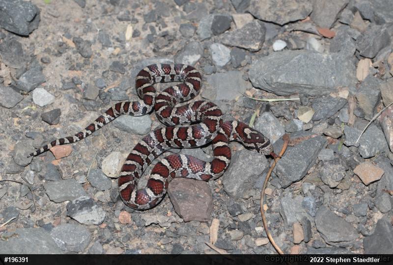Eastern Milksnake