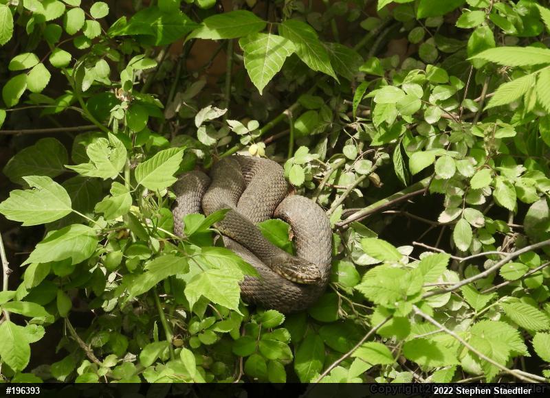 Northern Watersnake
