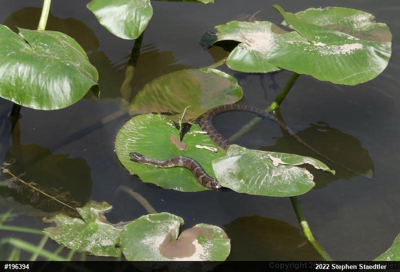 Northern Watersnake