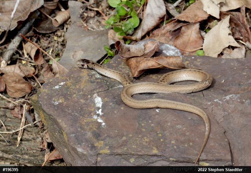 Dekay's Brownsnake