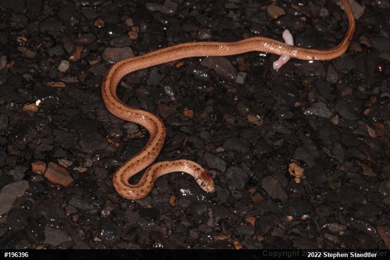 Dekay's Brownsnake