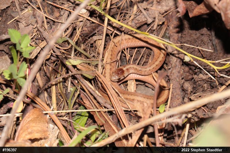 Dekay's Brownsnake