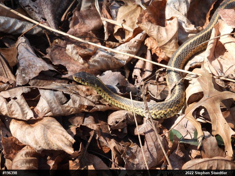 Eastern Gartersnake