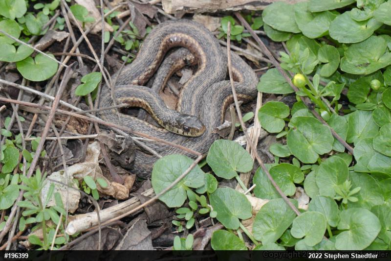 Eastern Gartersnake