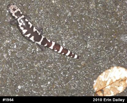Marbled Salamander