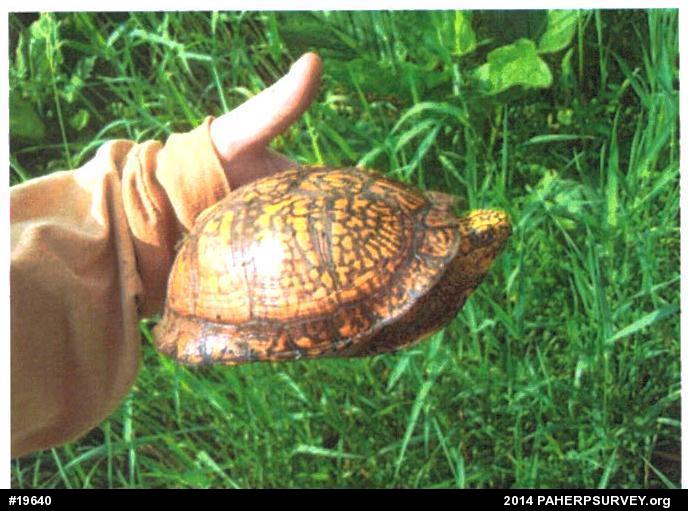 Eastern Box Turtle