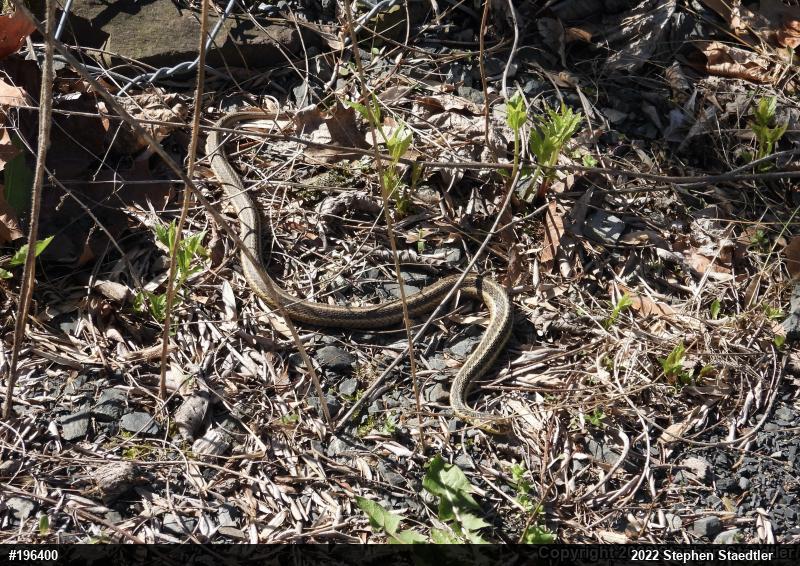 Eastern Gartersnake