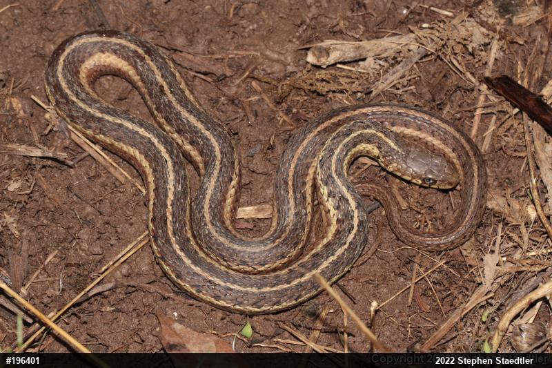Eastern Gartersnake