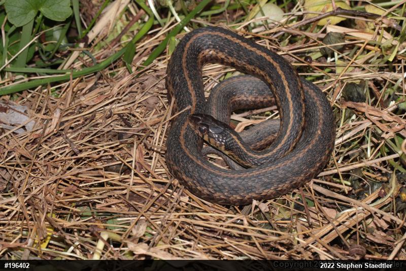 Eastern Gartersnake