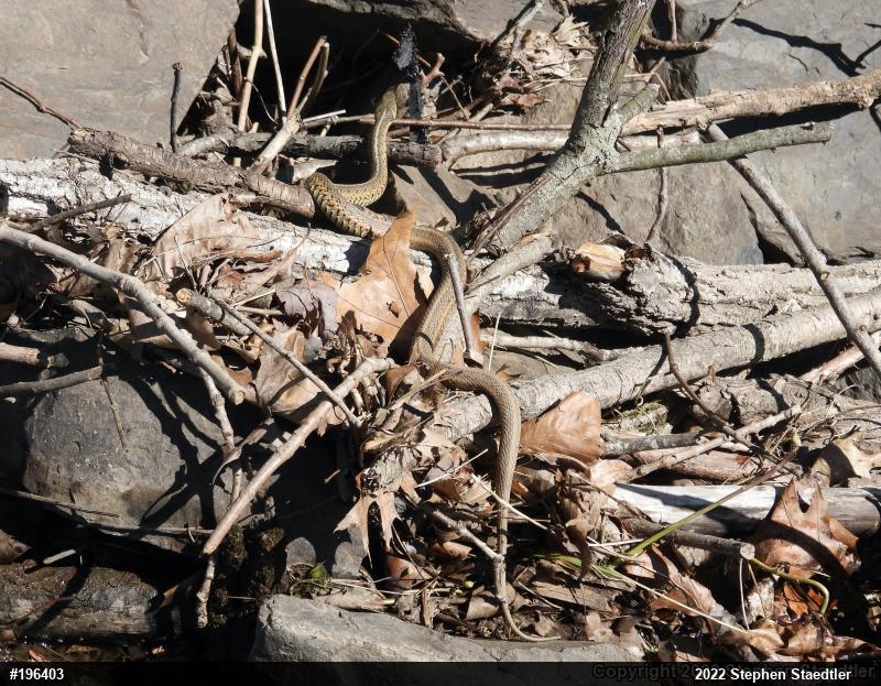 Eastern Gartersnake