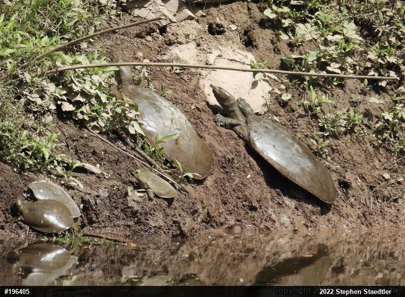 Eastern Spiny Softshell