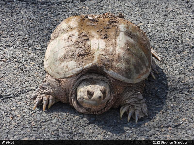 Snapping Turtle