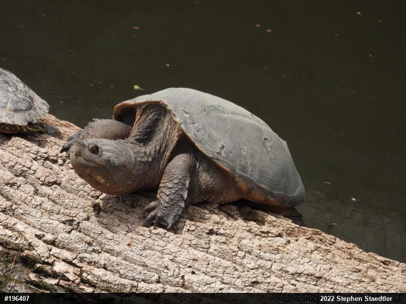 Snapping Turtle