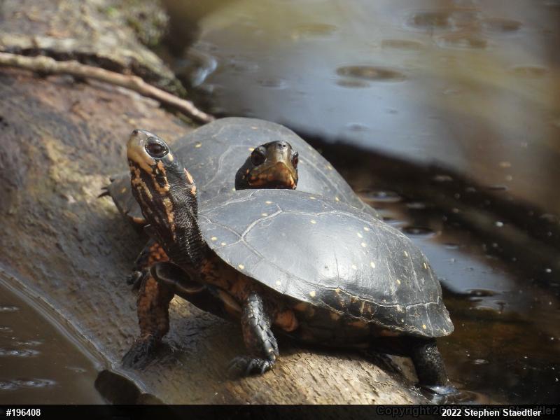 Spotted Turtle