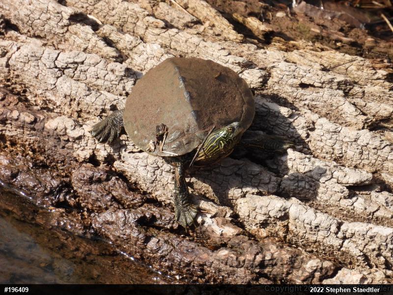 Northern Map Turtle