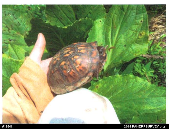 Eastern Box Turtle