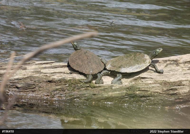 Northern Map Turtle