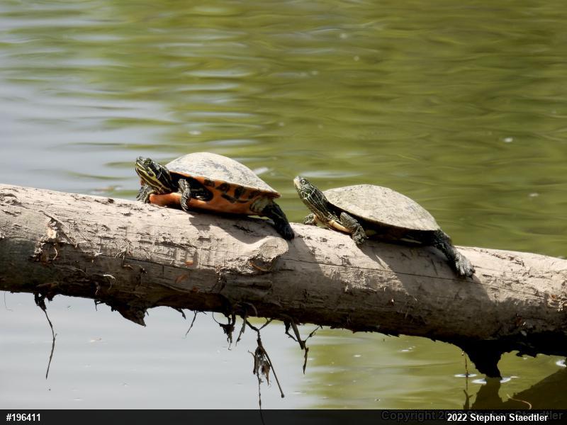 Northern Map Turtle