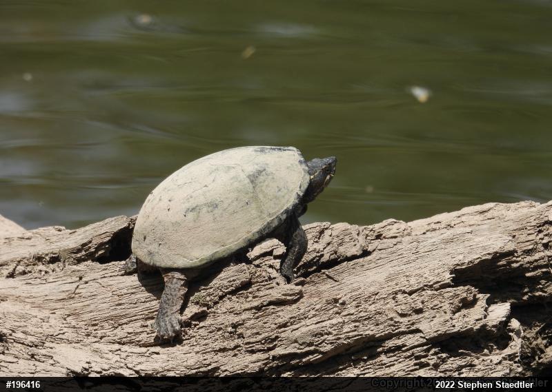 Eastern Musk Turtle