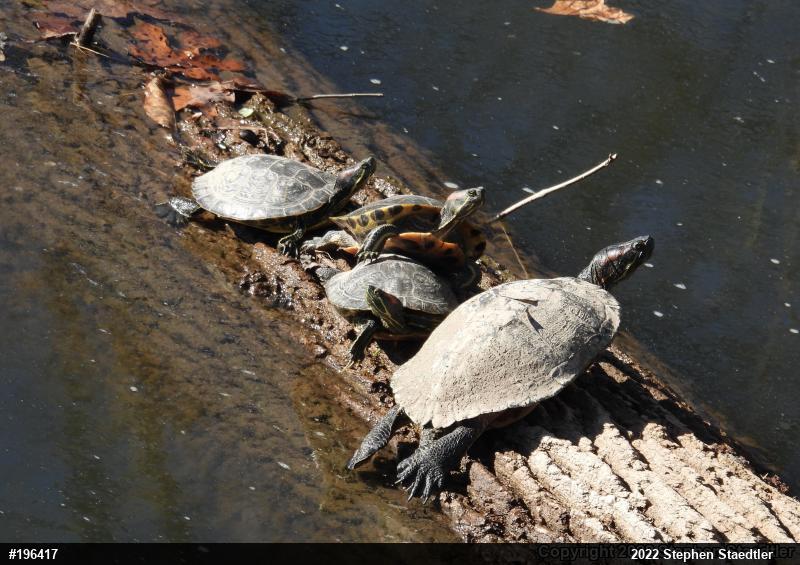 Red-eared Slider