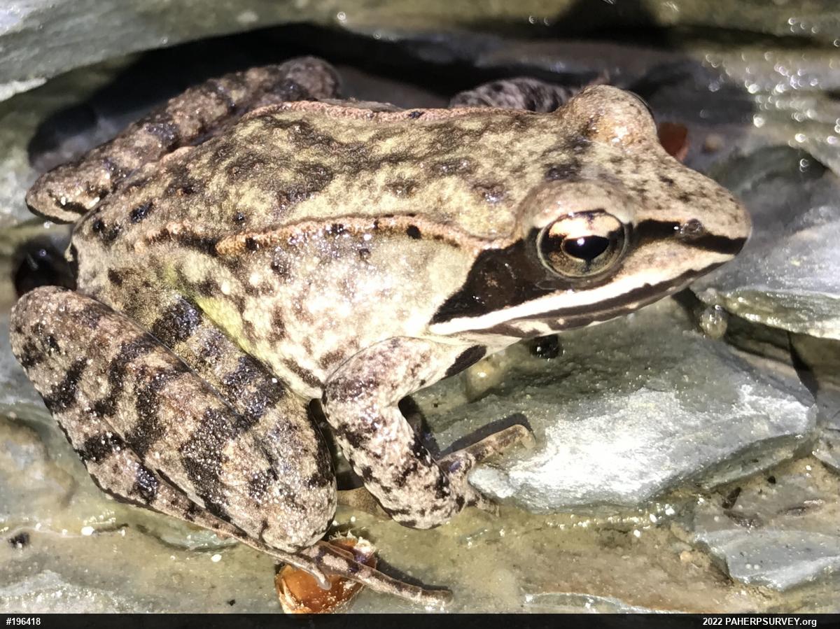Wood Frog