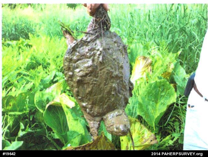 Snapping Turtle