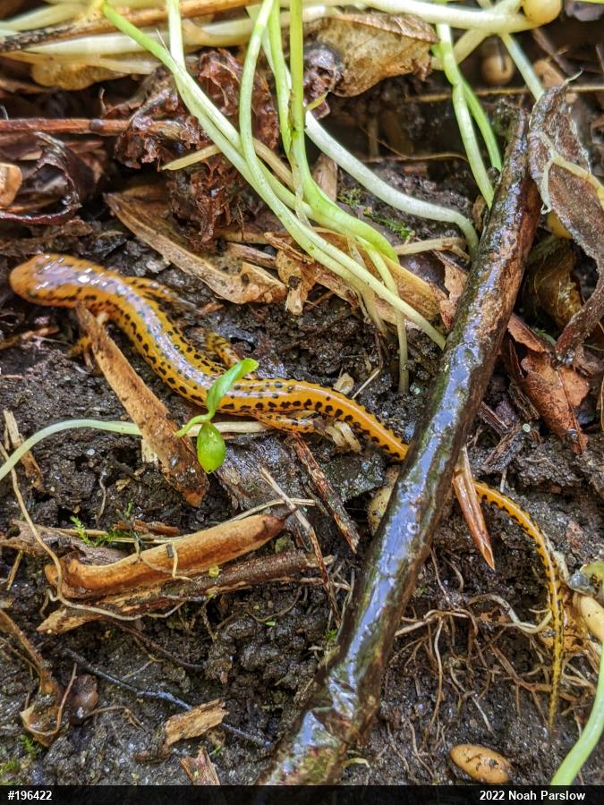 Eastern Long-tailed Salamander