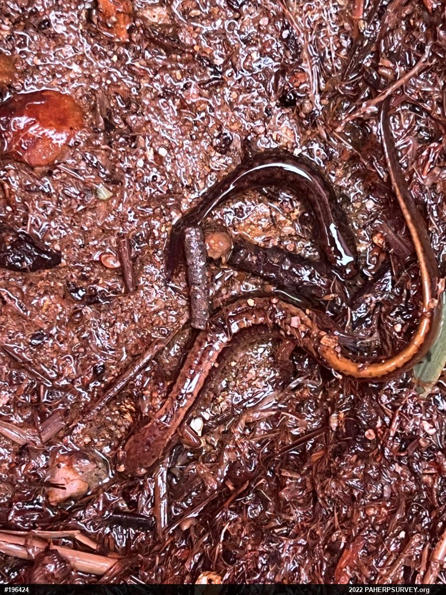 Northern Two-lined Salamander