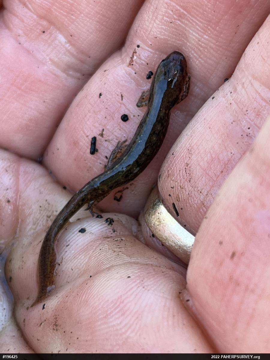 Northern Two-lined Salamander
