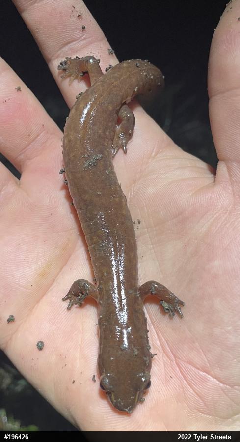Northern Spring Salamander