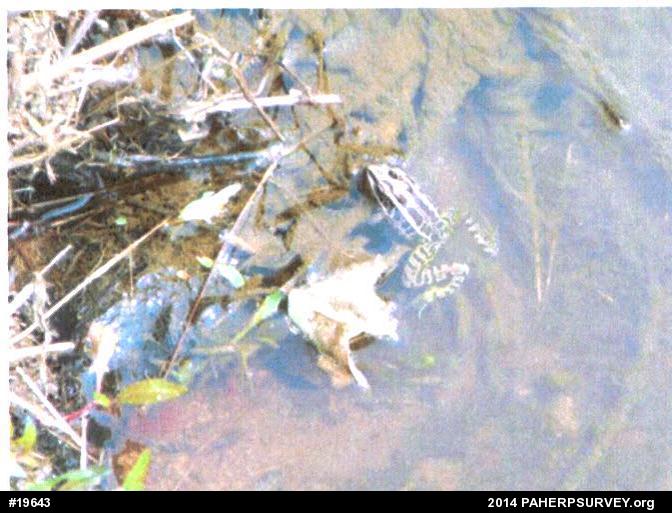 Pickerel Frog
