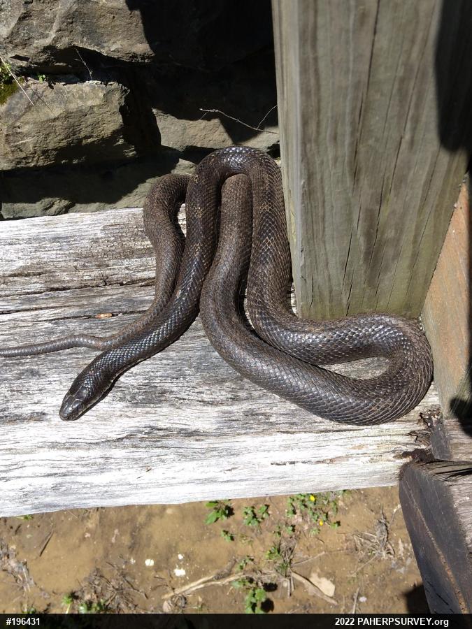 Eastern Ratsnake