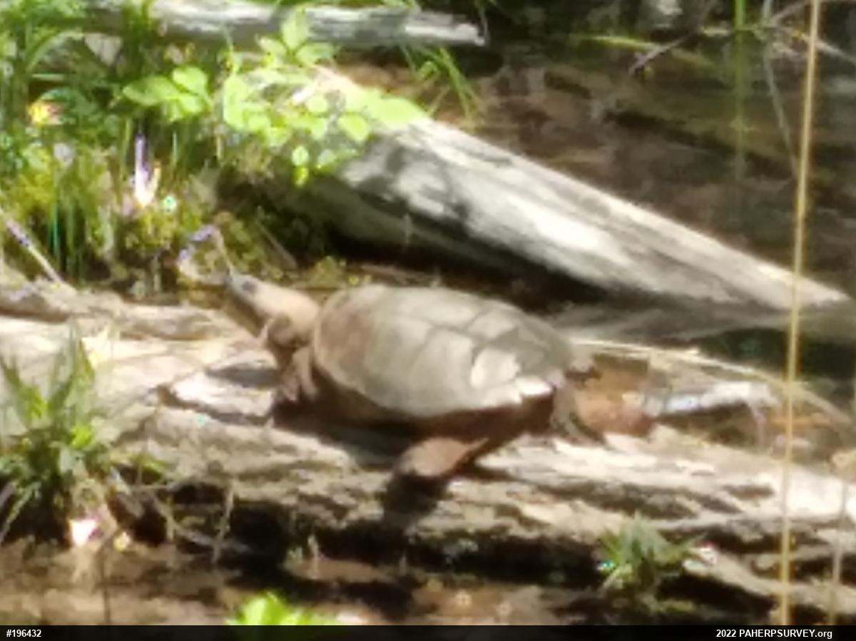 Snapping Turtle