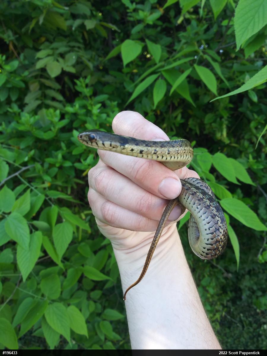 Eastern Gartersnake