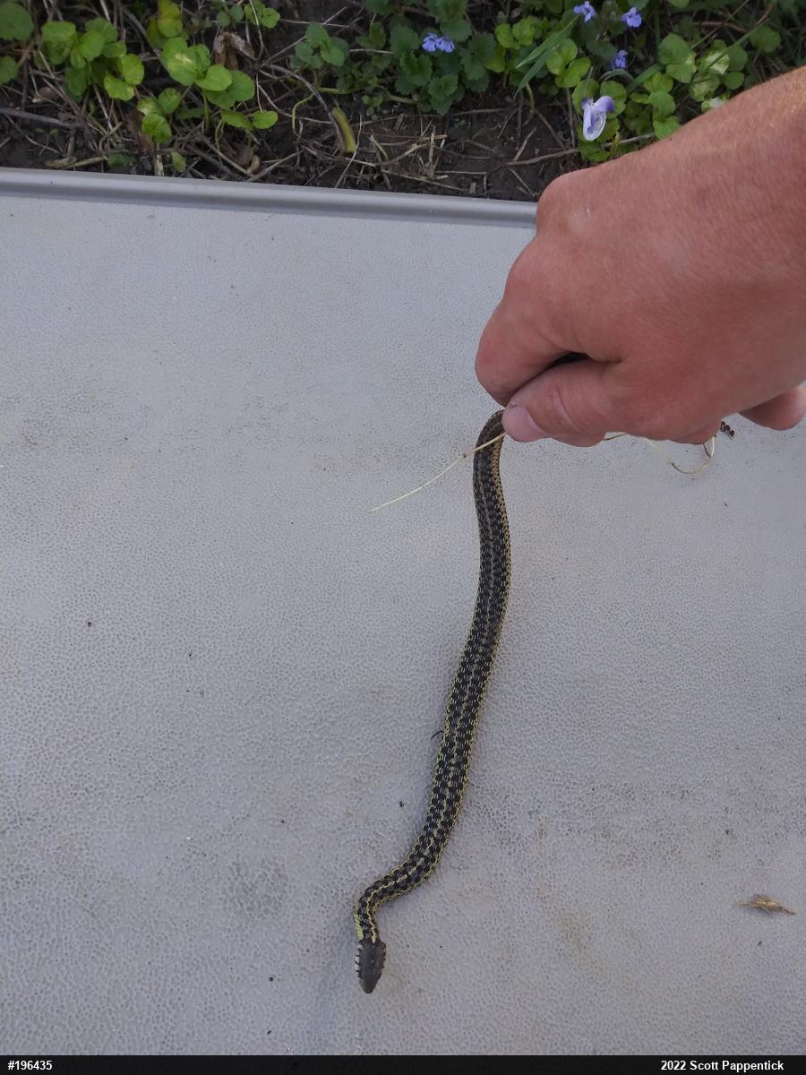 Eastern Gartersnake