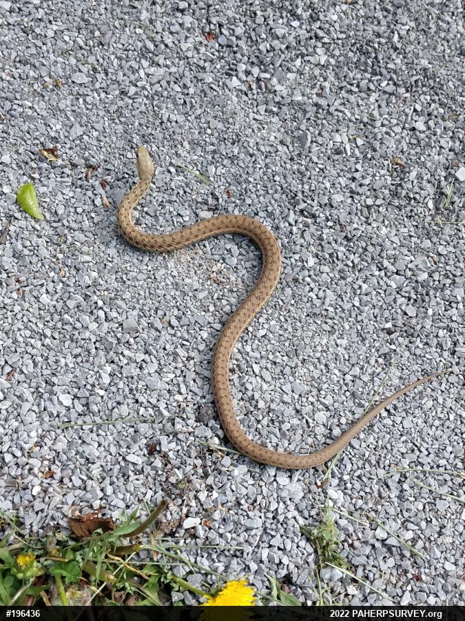 Eastern Gartersnake