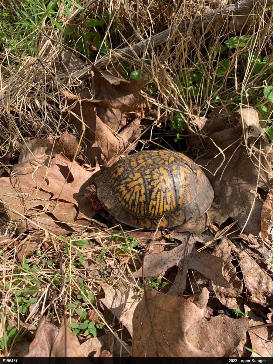 Eastern Box Turtle