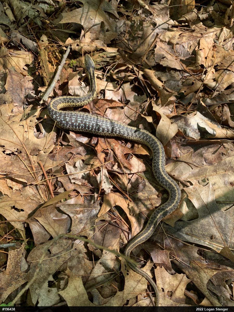 Eastern Gartersnake