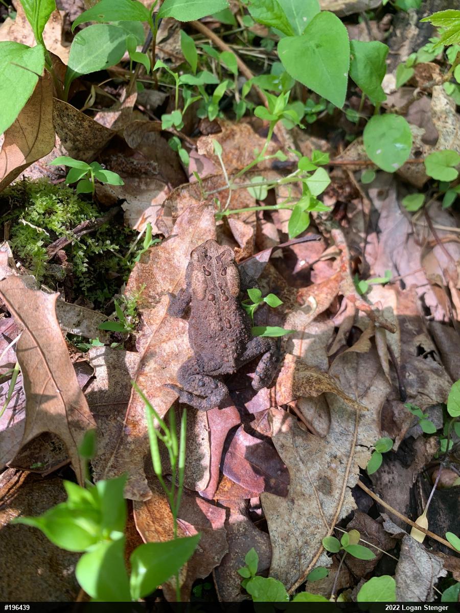 Eastern American Toad