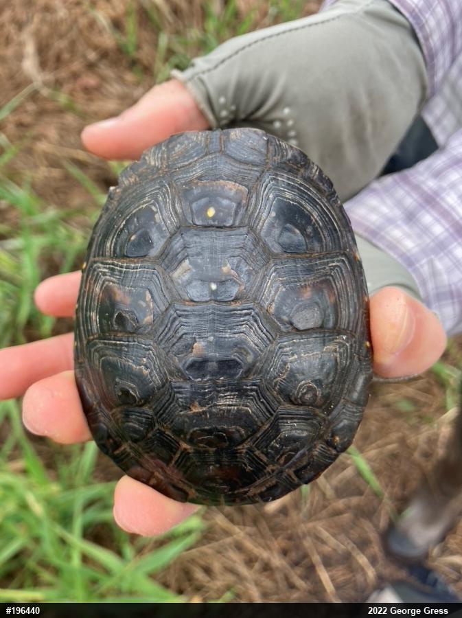 Spotted Turtle