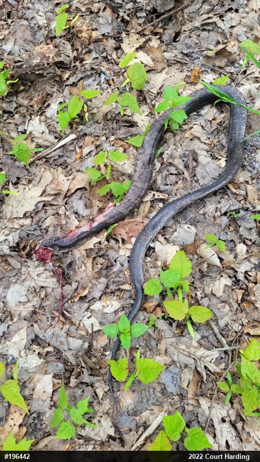 Eastern Ratsnake