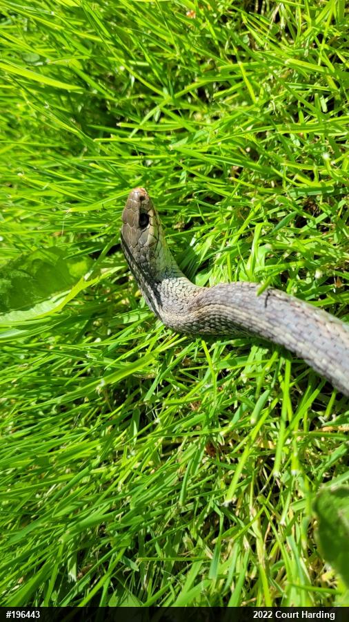 Eastern Gartersnake
