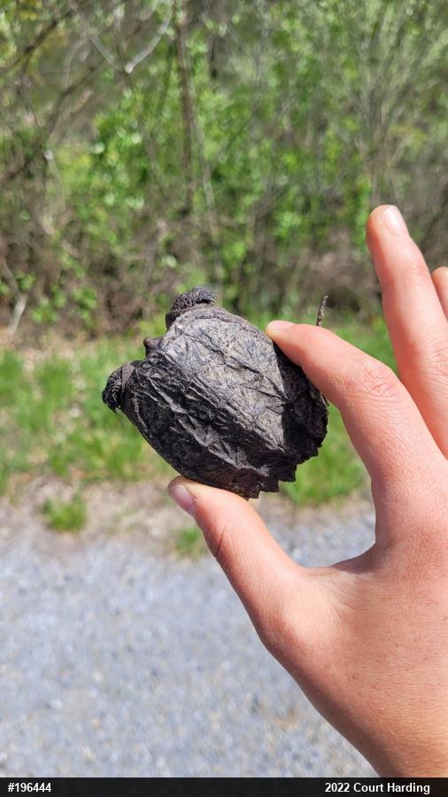 Snapping Turtle