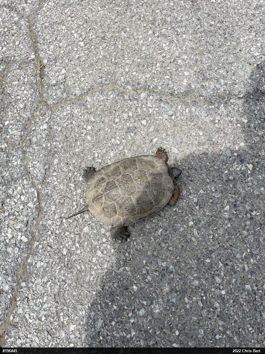 Wood Turtle