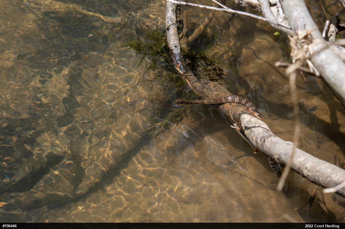 Northern Watersnake